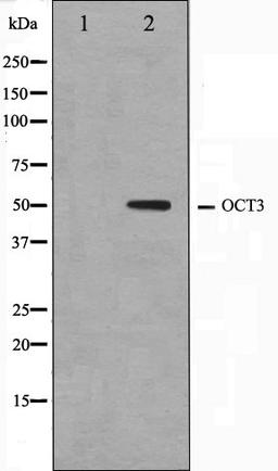 Western blot analysis of HeLa cell lysate using 42280 antibody