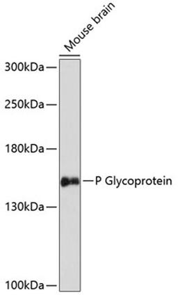 Western blot - P Glycoprotein antibody (A14765)