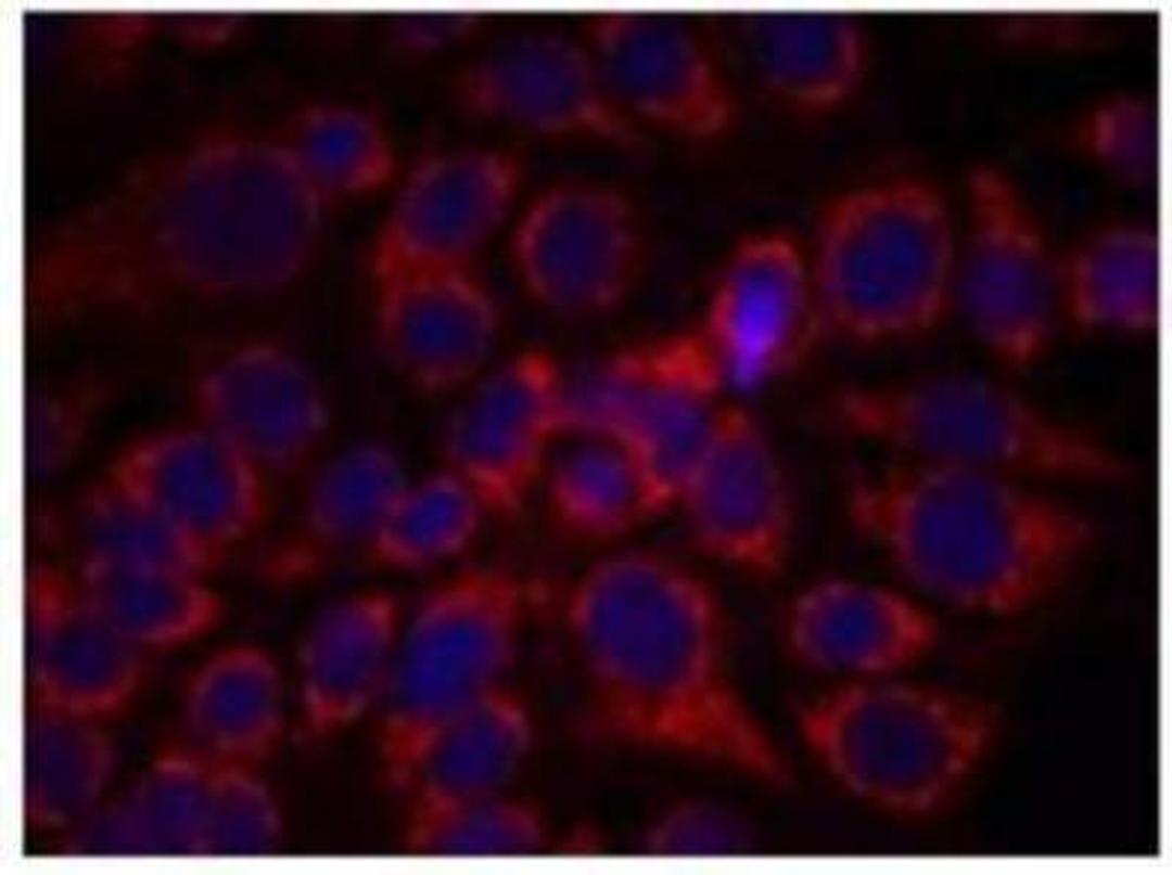 Immunocytochemistry/Immunofluorescence: ErbB2/Her2 [p Tyr1248] Antibody [NB100-81960] - Staining of methanol-fixed MCF7 cells using HER2 phospho-antibody.