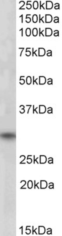 46-934 (1ug/ml) staining of Human Skeletal Muscle lysate (35ug protein in RIPA buffer). Primary incubation was 1 hour. Detected by chemiluminescence.