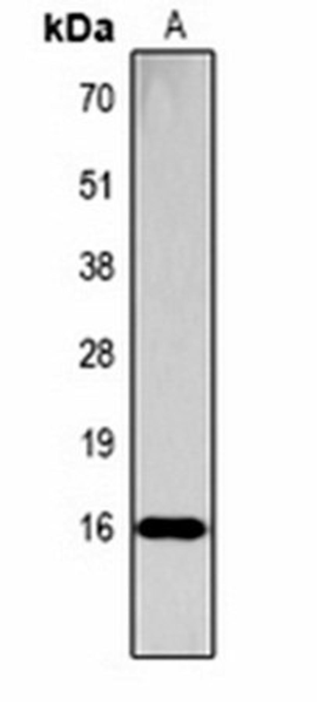 Western blot analysis of  Hela (Lane1) whole cell lysates using Histone H3 (Phospho-S28) antibody