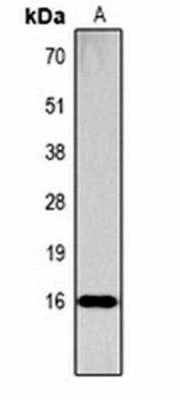 Western blot analysis of  Hela (Lane1) whole cell lysates using Histone H3 (Phospho-S28) antibody