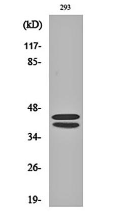 Western blot analysis of 293 cell lysates using ERK 1/2 antibody