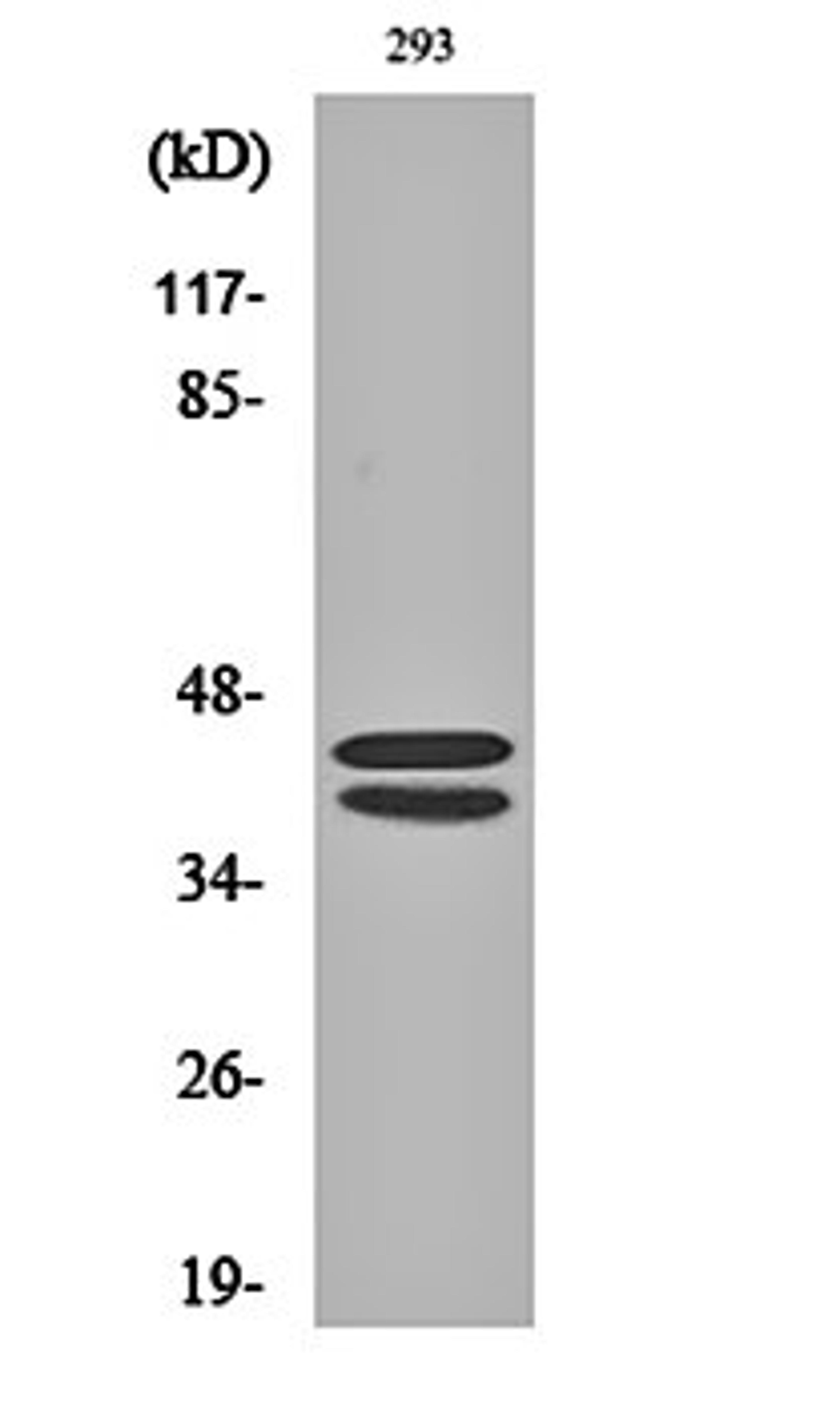 Western blot analysis of 293 cell lysates using ERK 1/2 antibody