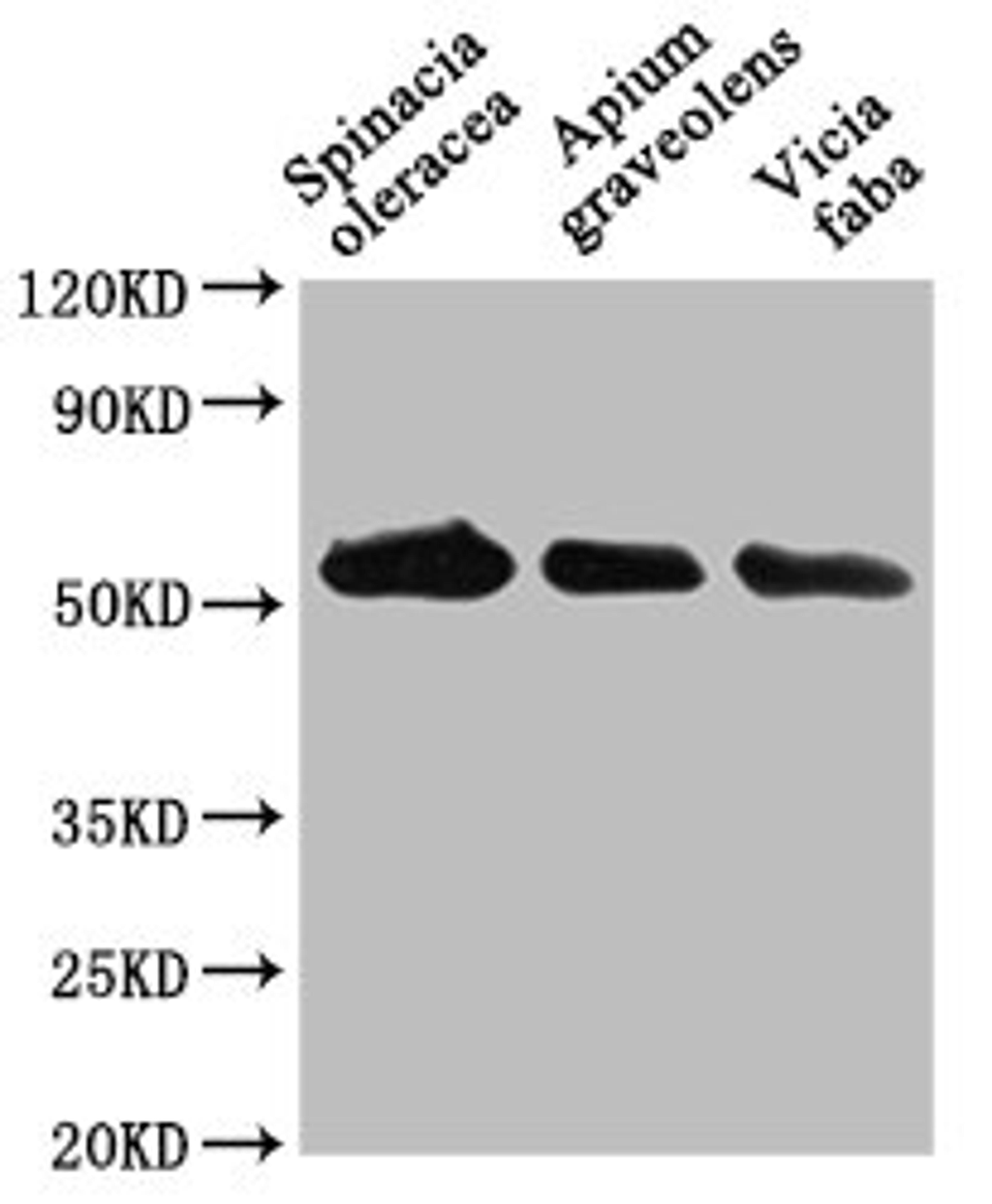 Western Blot. Positive WB detected in: Spinacia oleracea leaf tissue, Apium graveolens leaf tissue, Vicia faba leaf tissue. All lanes: PEX14 antibody at 1:1000. Secondary. Goat polyclonal to rabbit IgG at 1/50000 dilution. Predicted band size: 56 kDa. Observed band size: 56 kDa