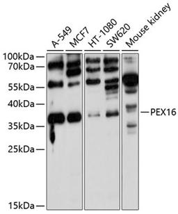 Western blot - PEX16 antibody (A10387)