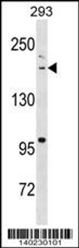 Western blot analysis in 293 cell line lysates (35ug/lane).