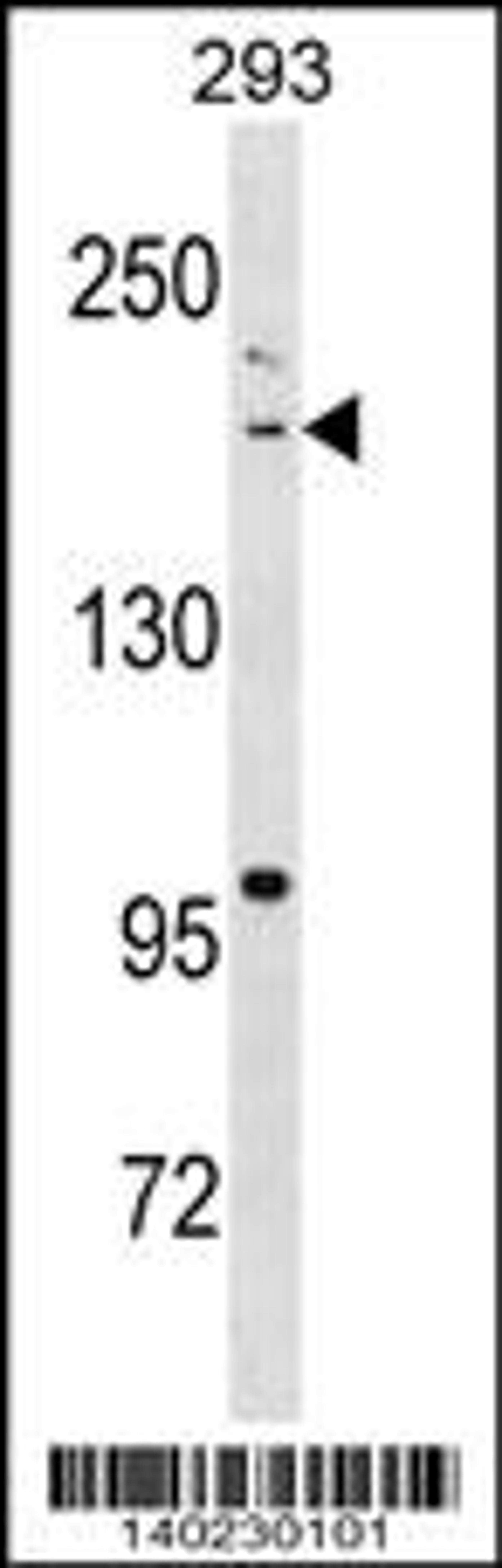 Western blot analysis in 293 cell line lysates (35ug/lane).