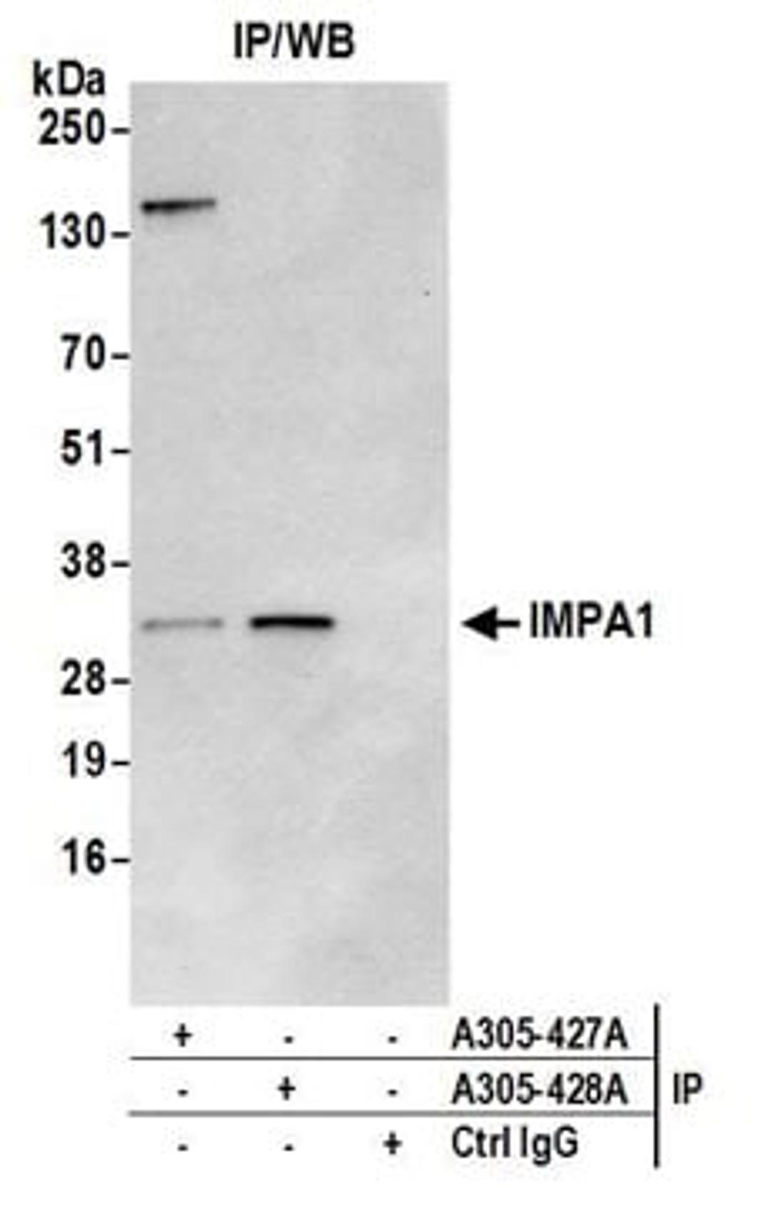 Detection of human IMPA1 by western blot of immunoprecipitates.