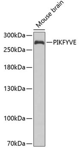 Western blot - PIKFYVE antibody (A6689)