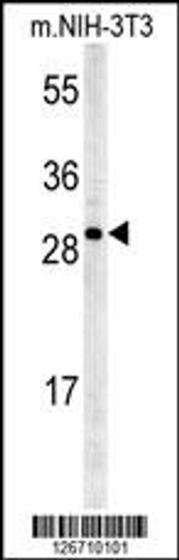 Western blot analysis in mouse NIH-3T3 cell line lysates (35ug/lane).