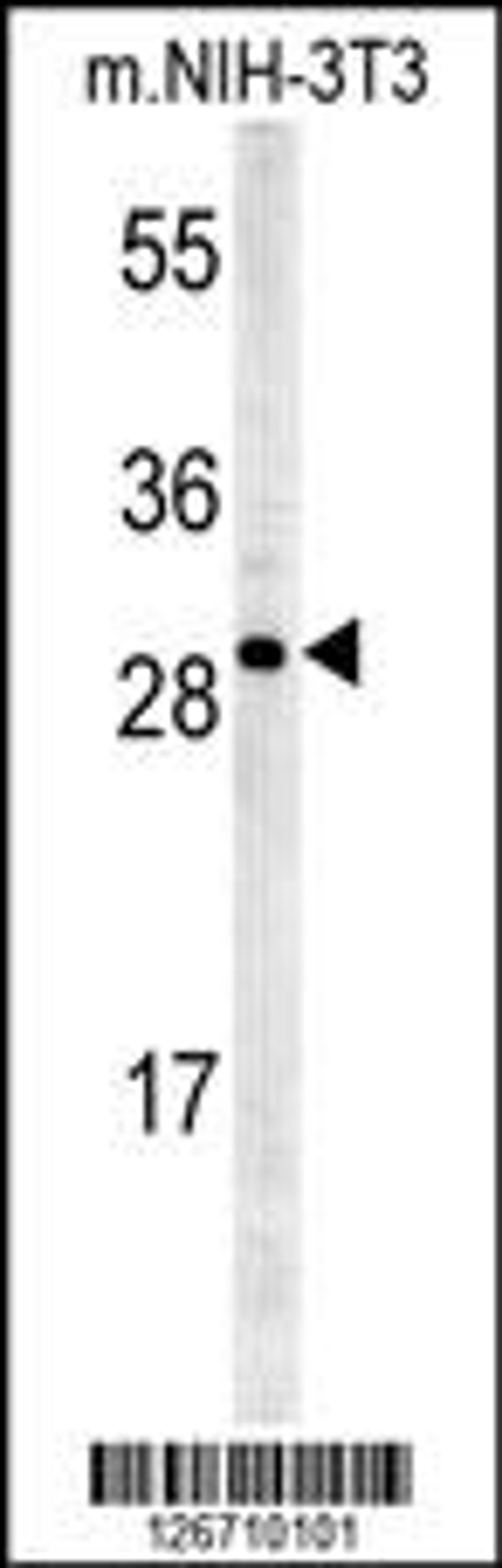 Western blot analysis in mouse NIH-3T3 cell line lysates (35ug/lane).