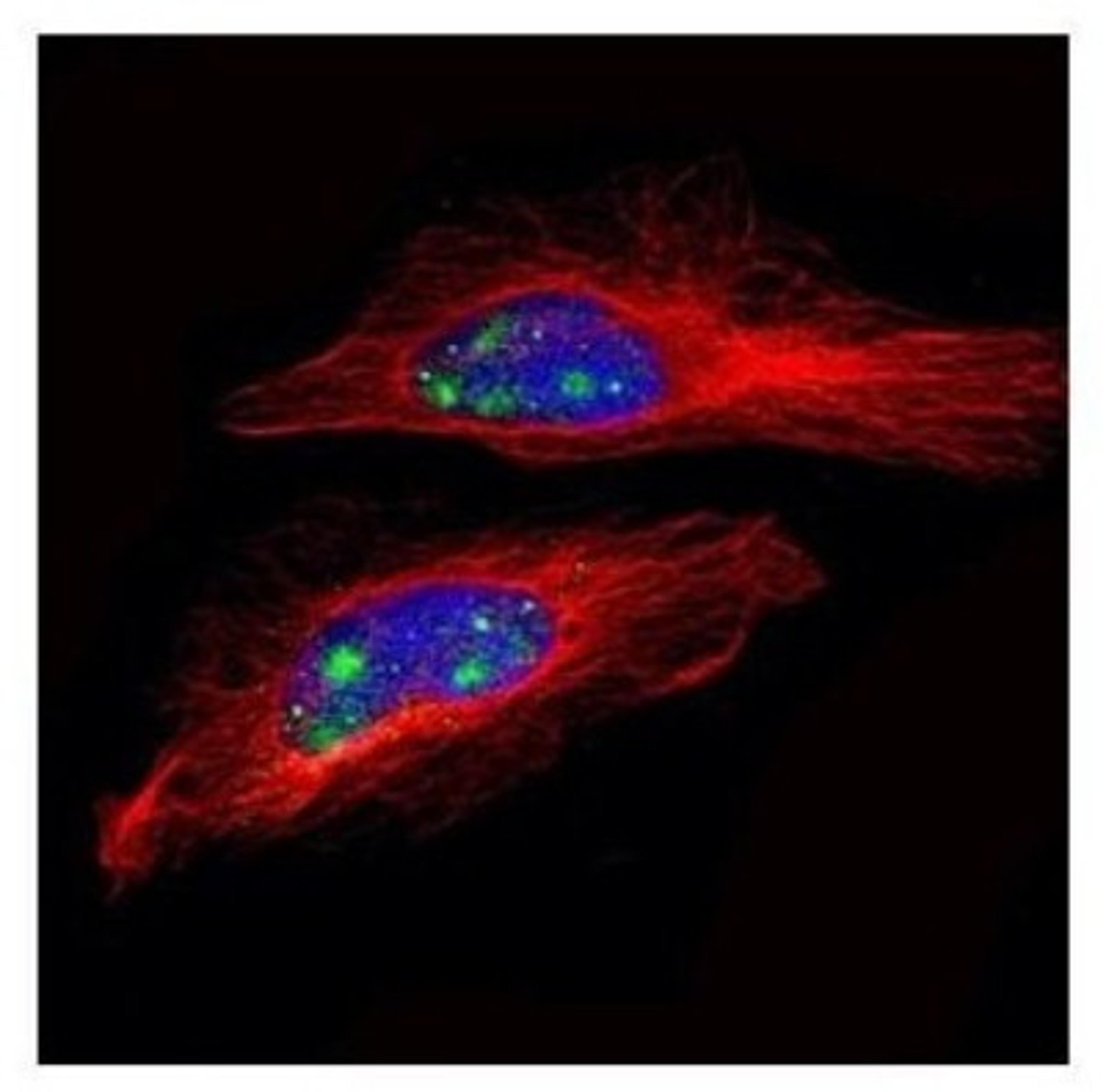 Immunocytochemistry/Immunofluorescence: SNRPD2 Antibody [NBP2-20438] - Confocal immunofluorescence analysis of paraformaldehyde-fixed HeLa, using SNRPD2 antibody (Green) at 1:500 dilution. Alpha-tubulin filaments are labeled with Alpha-tubulin antibody (Red) at 1:2000.