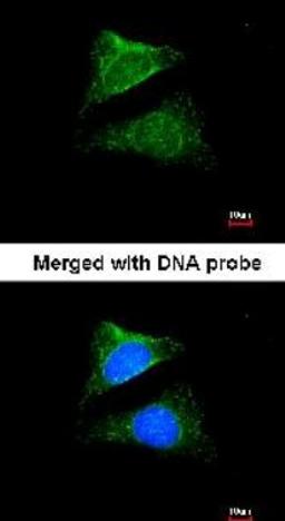 Immunocytochemistry/Immunofluorescence: Seladin 1 Antibody [NBP1-32247] - Analysis of HeLa, using Seladin 1 antibody at 1:200 dilution.