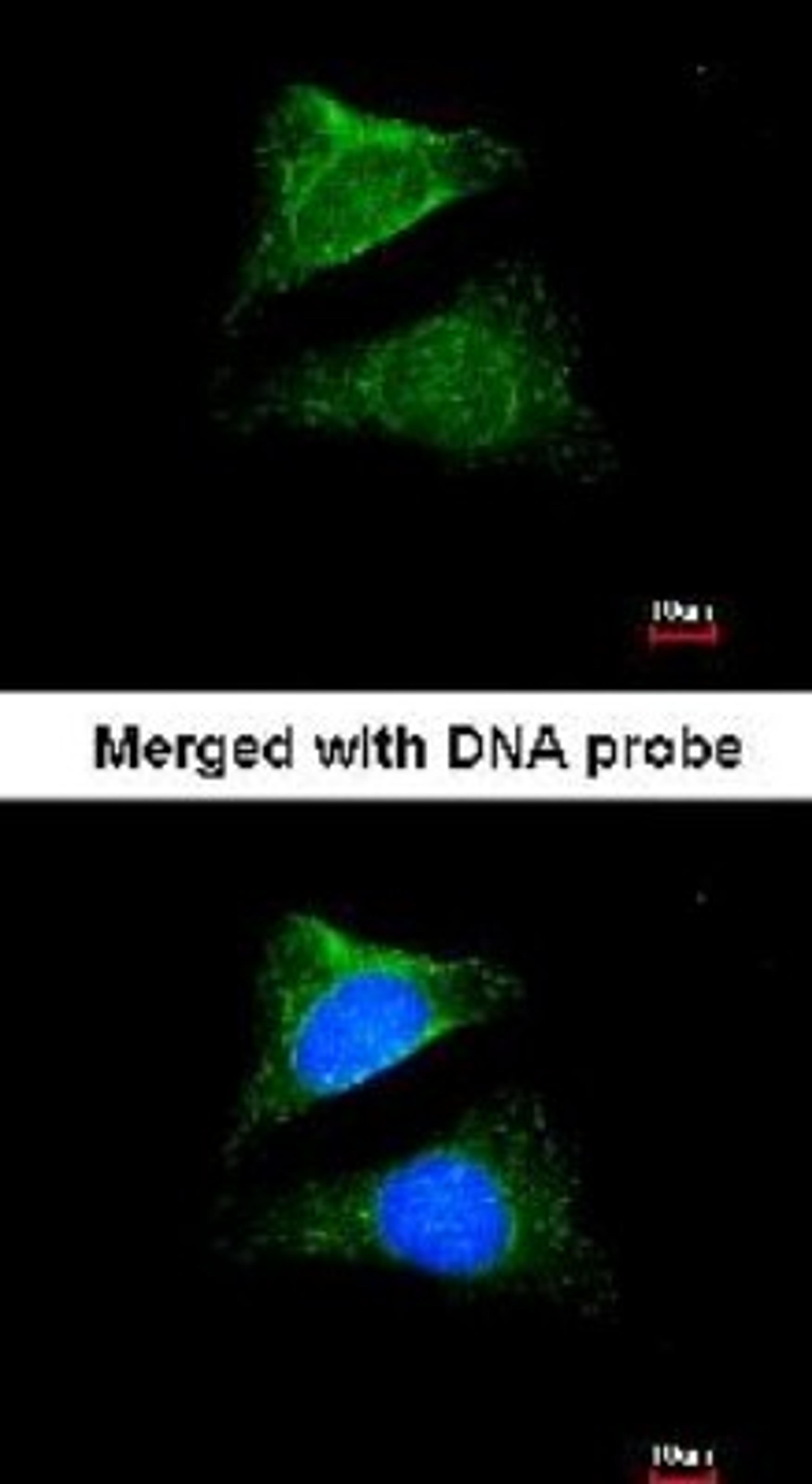 Immunocytochemistry/Immunofluorescence: Seladin 1 Antibody [NBP1-32247] - Analysis of HeLa, using Seladin 1 antibody at 1:200 dilution.