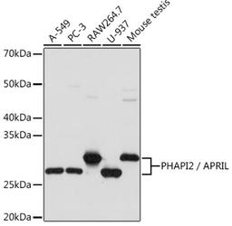 Western blot - PHAPI2 / APRIL Rabbit mAb (A3489)