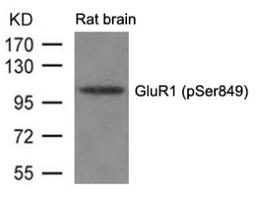 Western blot analysis of lysed extracts from Rat brain tissue using GluR1 (phospho-Ser849).