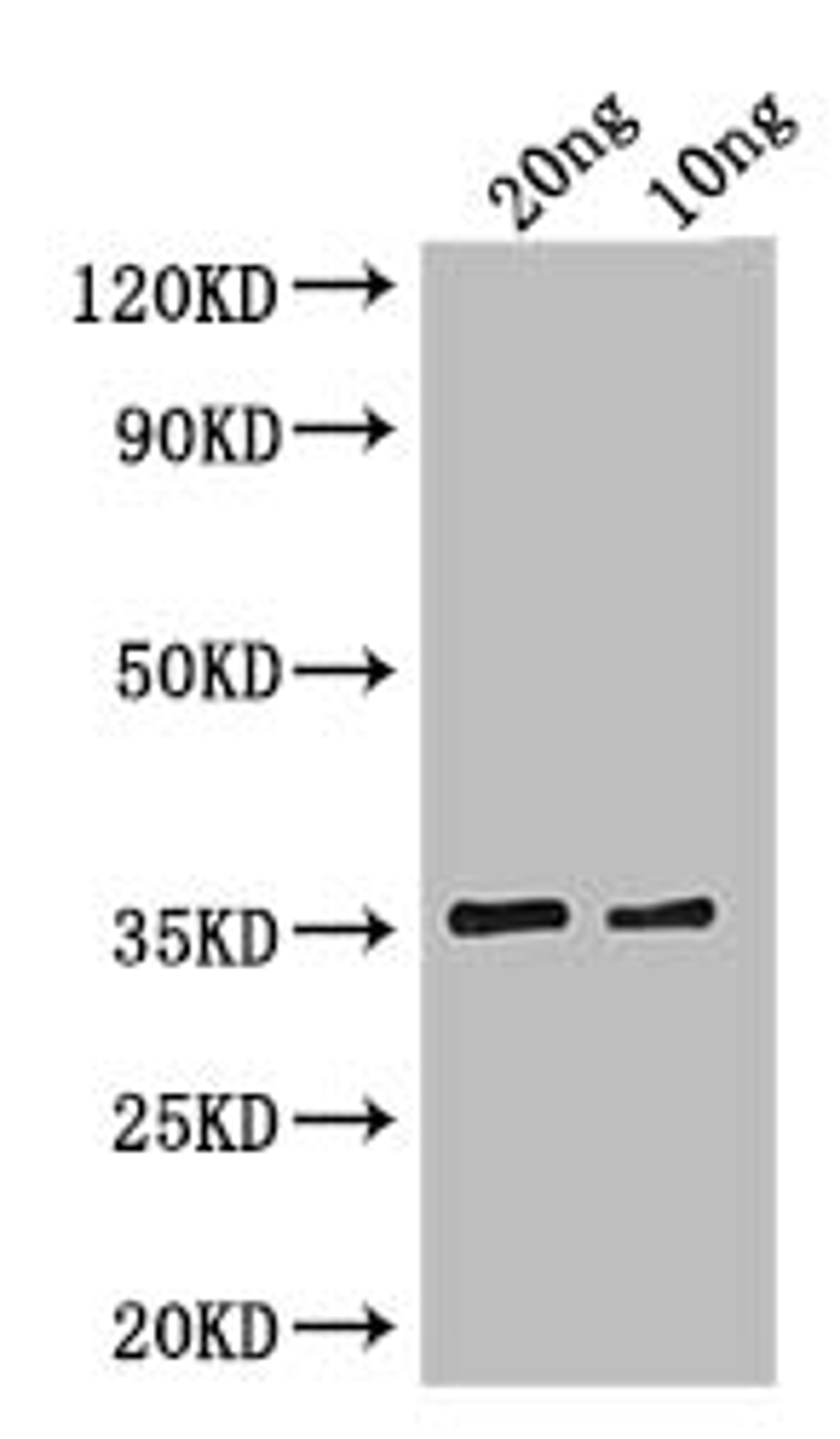 Western Blot. Positive WB detected in: recombinant protein. All lanes: cry1Ia Antibody at 1:1000. Secondary. Goat polyclonal to rabbit IgG at 1/50000 dilution. Predicted band size: 35 kDa. Observed band size: 35 kDa. 