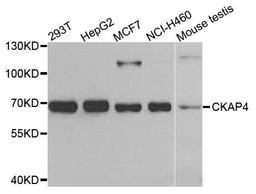 Western blot analysis of extracts of various cells using CKAP4 antibody