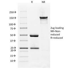 SDS-PAGE Analysis of Purified, BSA-Free VEGFR1 Antibody (clone FLT1/658). Confirmation of Integrity and Purity of the Antibody.