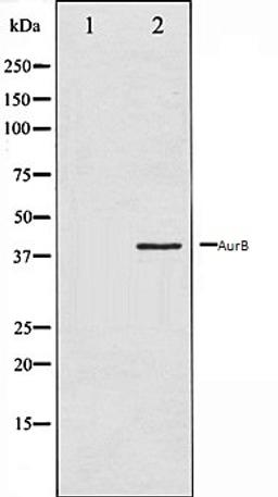 Western blot analysis of COS7 whole cell lysates using AurB antibody, The lane on the left is treated with the antigen-specific peptide.