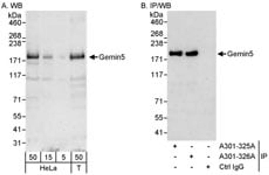 Detection of human Gemin5 by western blot and immunoprecipitation.