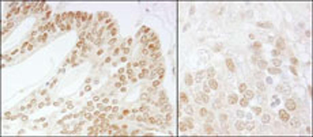 Detection of human and mouse CSN5 by immunohistochemistry.