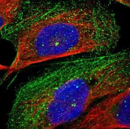 Immunocytochemistry/Immunofluorescence: C7orf63 Antibody [NBP2-32373] - Human cell line U-2 OS