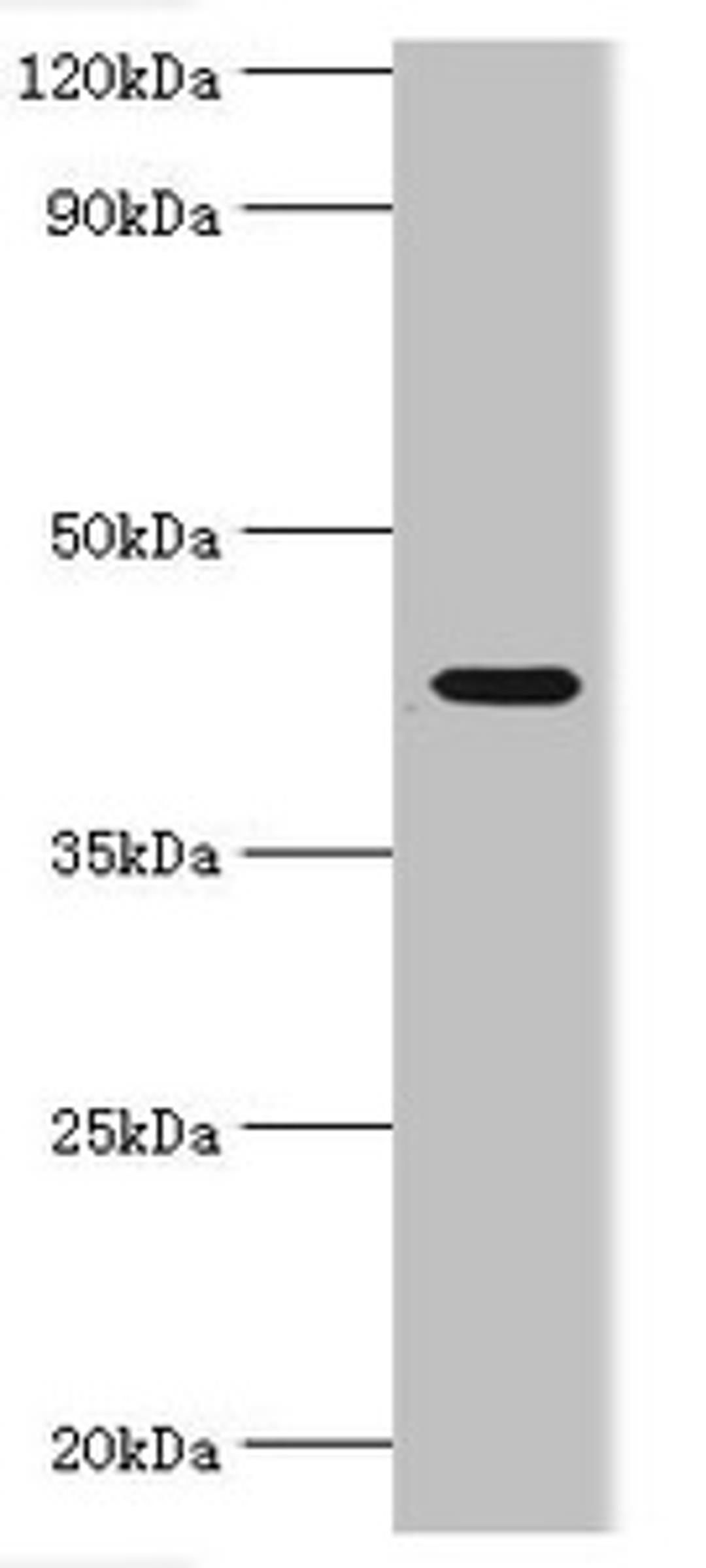 Western blot. All lanes: NAD-dependent protein deacetylase sirtuin-3, mitochondrial antibody at 1ug/ml + HepG2 whole cell lysate. Secondary. Goat polyclonal to rabbit IgG at 1/10000 dilution. Predicted band size: 44, 29 kDa. Observed band size: 44 kDa. 