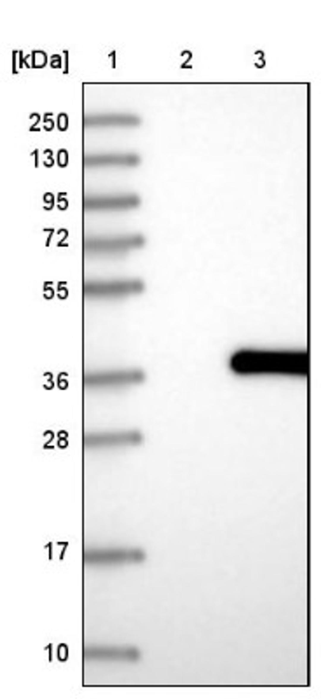 Western Blot: PUSL1 Antibody [NBP1-81876] - Lane 1: Marker [kDa] 250, 130, 95, 72, 55, 36, 28, 17, 10<br/>Lane 2: Negative control (vector only transfected HEK293T lysate)<br/>Lane 3: Over-expression lysate (Co-expressed with a C-terminal myc-DDK tag (~3.1 kDa) in mammalian HEK293T cells, LY407057)