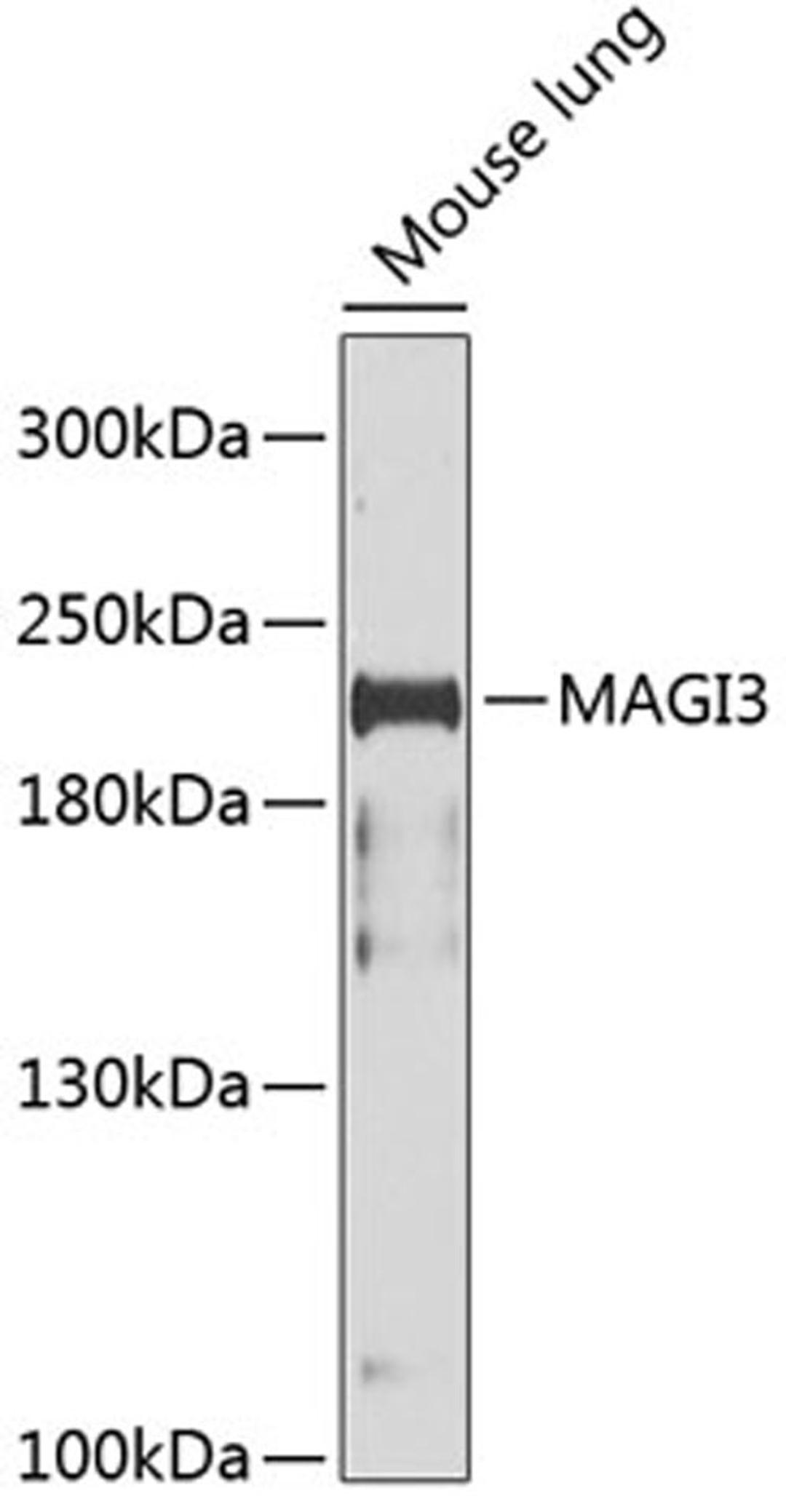 Western blot - MAGI3 antibody (A9893)