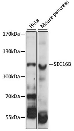 Western blot - SEC16B antibody (A14678)