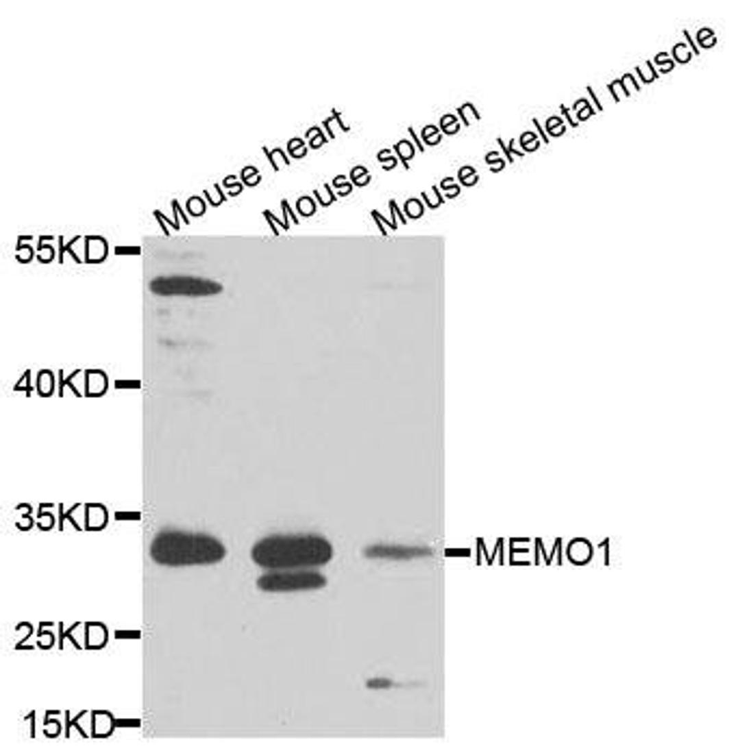 Western blot analysis of extracts of various cells using MEMO1 antibody