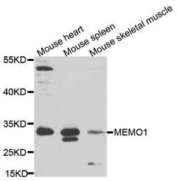 Western blot analysis of extracts of various cells using MEMO1 antibody