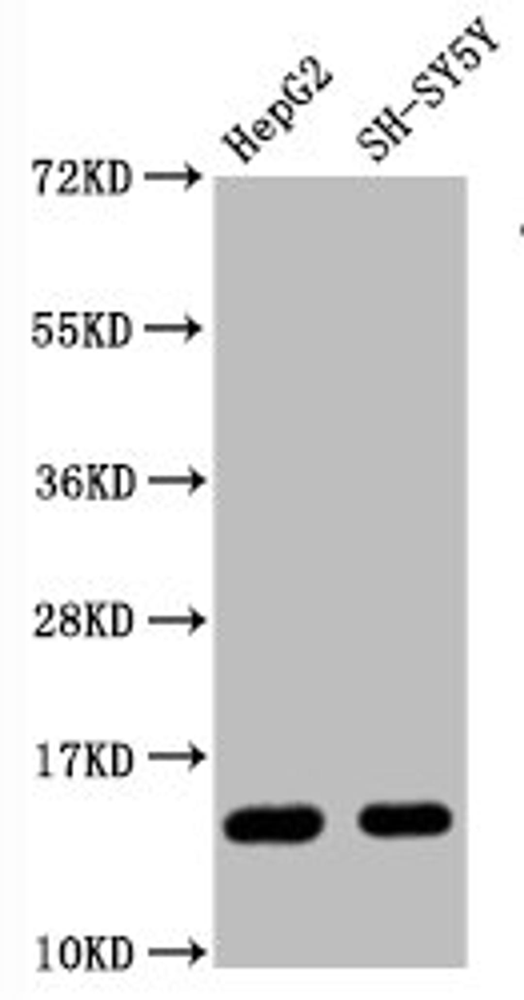 Western Blot. Positive WB detected in HepG2 whole cell lysate锛孲H-SY5Y whole cell lysate. All lanes Mono-methyl-Histone H3.1(R128)antibody at 0.87μg/ml. Secondary. Goat polyclonal to rabbit IgG at 1/50000 dilution. Predicted band size: 15 KDa. Observed band size: 15 KDa.