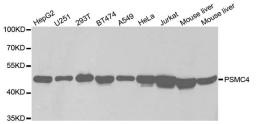 Western blot analysis of extracts of various cell lines using PSMC4 antibody