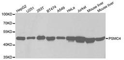 Western blot analysis of extracts of various cell lines using PSMC4 antibody