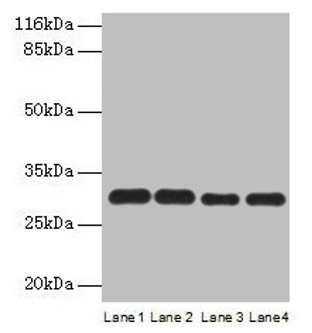Western blot. All lanes: PMM1 antibody at 2µg/ml. Lane 1: HepG2 whole cell lysate. Lane 2: NIH/3T3 whole cell lysate. Lane 3: 293T whole cell lysate. Lane 4: Mouse brain tissue. Secondary. Goat polyclonal to rabbit IgG at 1/10000 dilution. Predicted band size: 30 kDa. Observed band size: 30 kDa