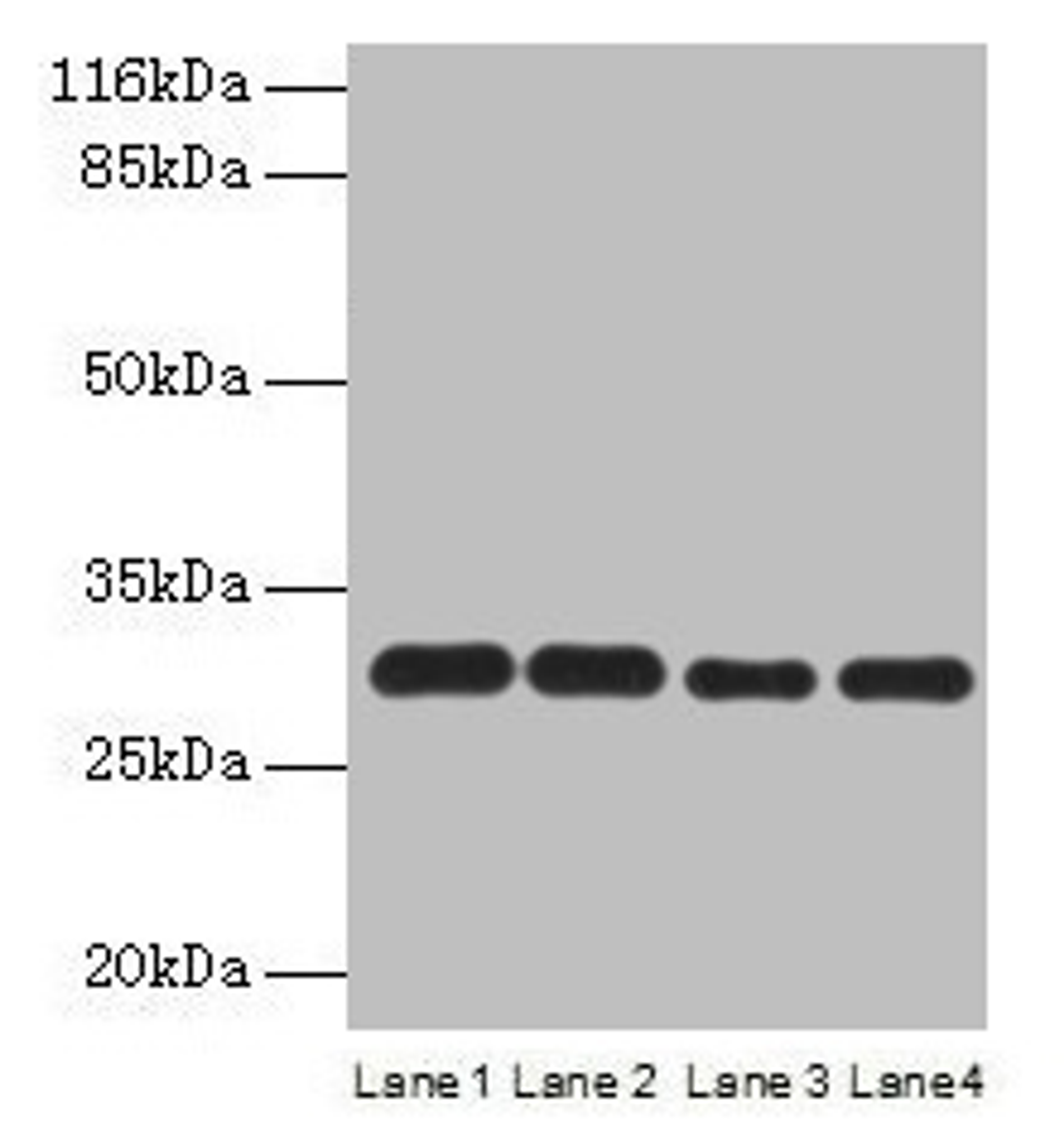 Western blot. All lanes: PMM1 antibody at 2µg/ml. Lane 1: HepG2 whole cell lysate. Lane 2: NIH/3T3 whole cell lysate. Lane 3: 293T whole cell lysate. Lane 4: Mouse brain tissue. Secondary. Goat polyclonal to rabbit IgG at 1/10000 dilution. Predicted band size: 30 kDa. Observed band size: 30 kDa