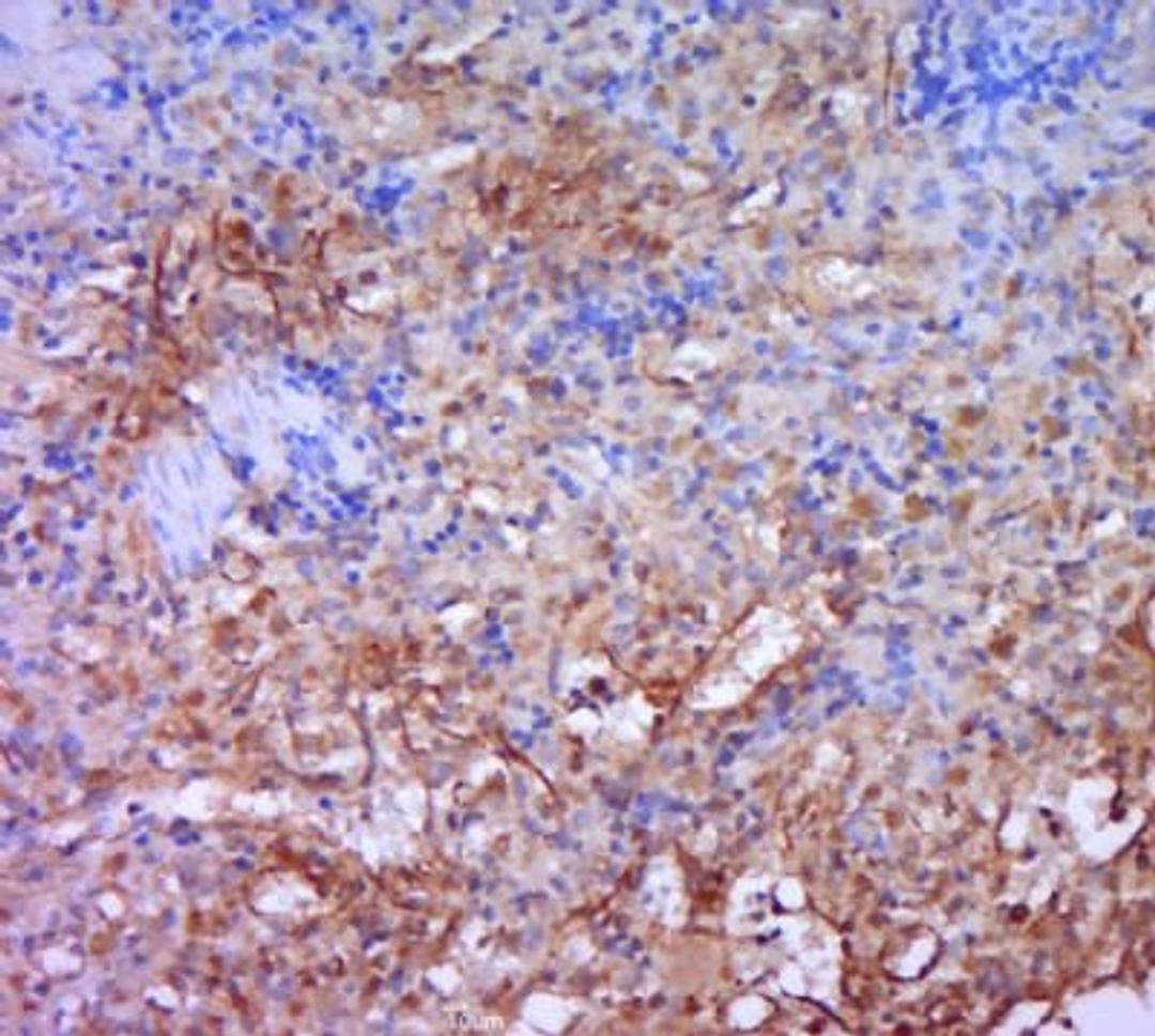 Immunohistochemical staining of rat spleen tissue using HCST antibody.