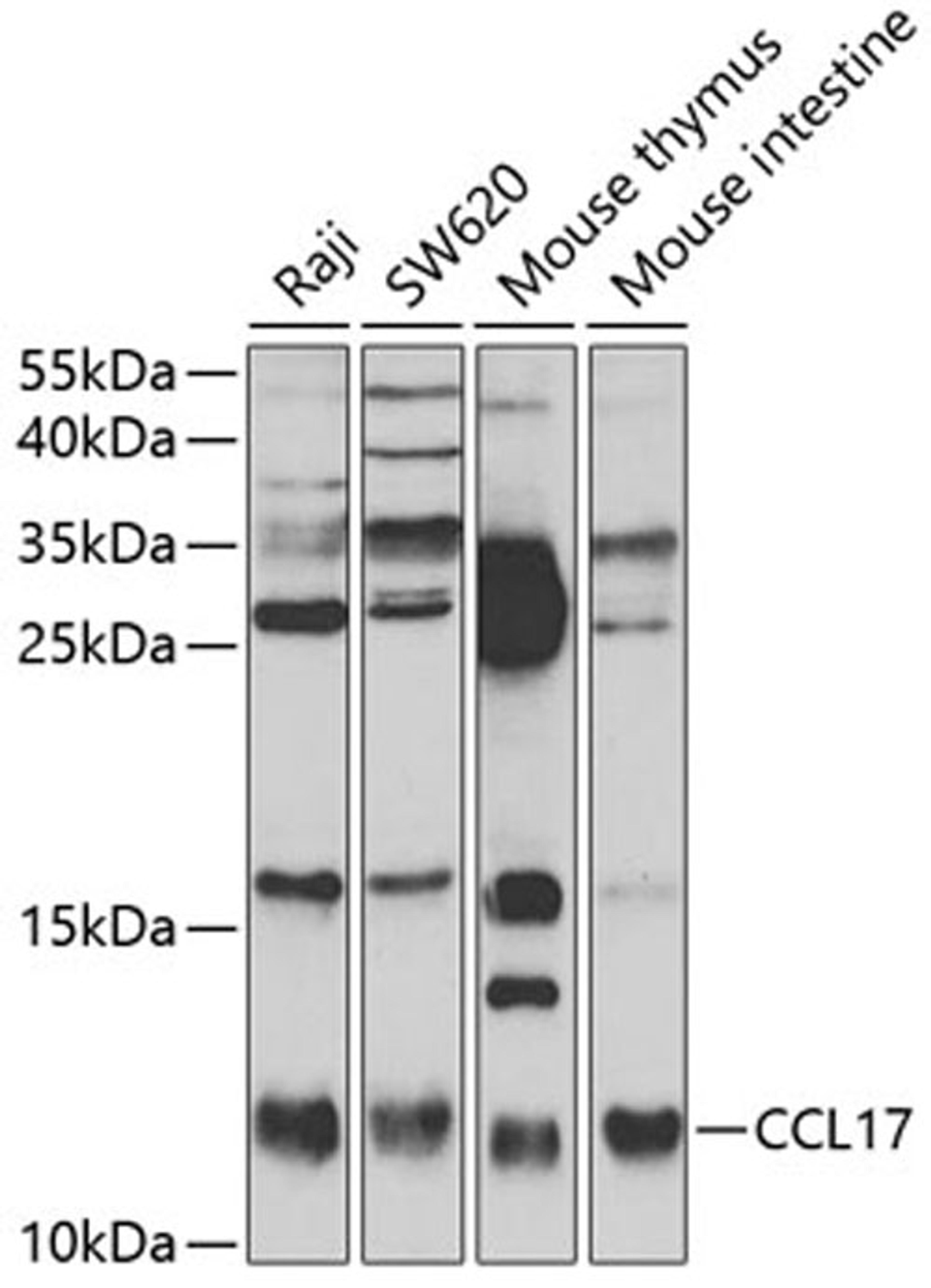 Western blot - CCL17 antibody (A2854)