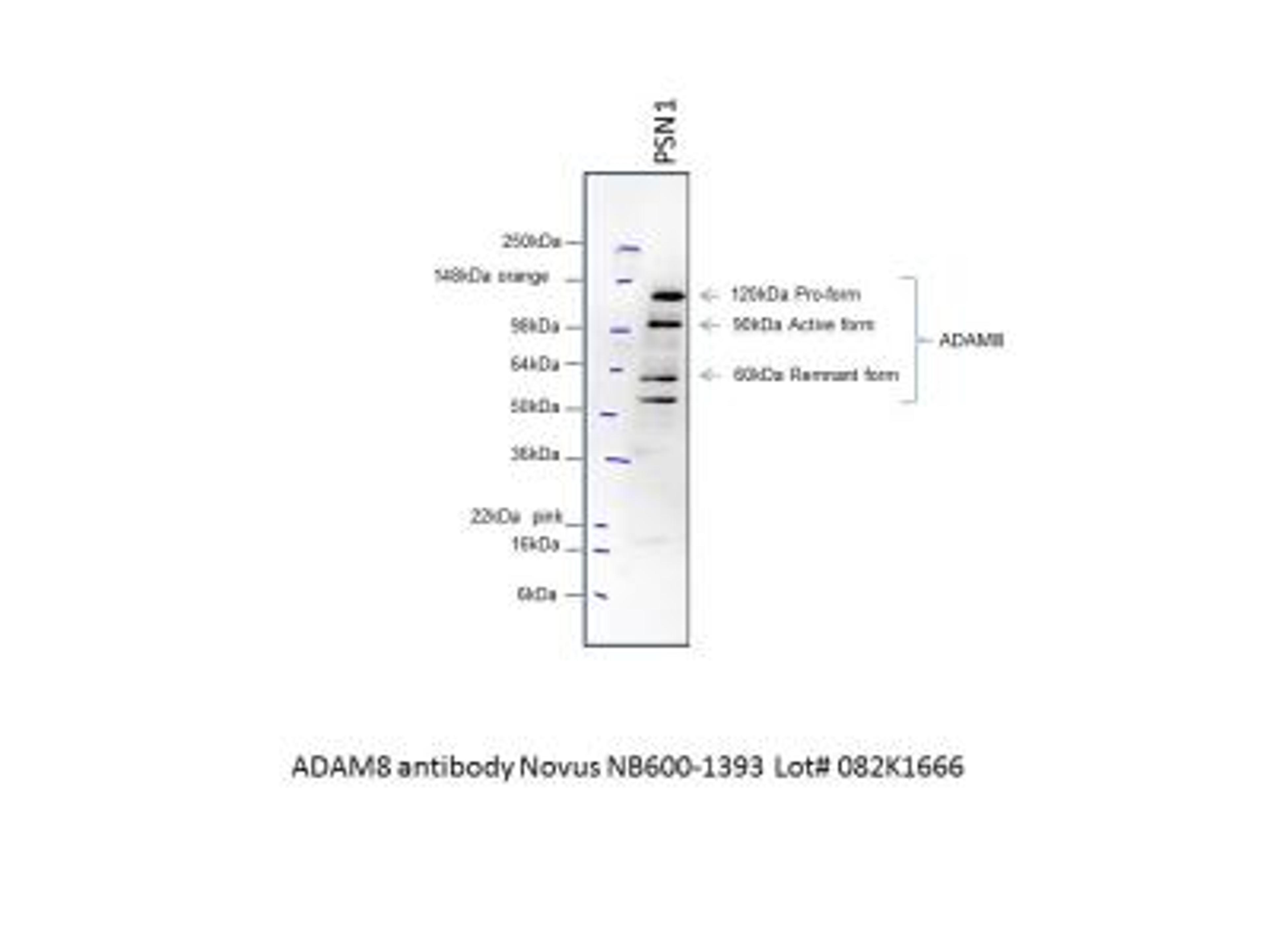 Western Blot: ADAM8 Antibody [NB600-1393] - analysis of ADAM8 in PSN-1 whole cell lysate using anti-ADAM8 antibody. The primary antibody was used at a dilution of 1:1000, incubated overnight at 4C. Image from verified customer review.