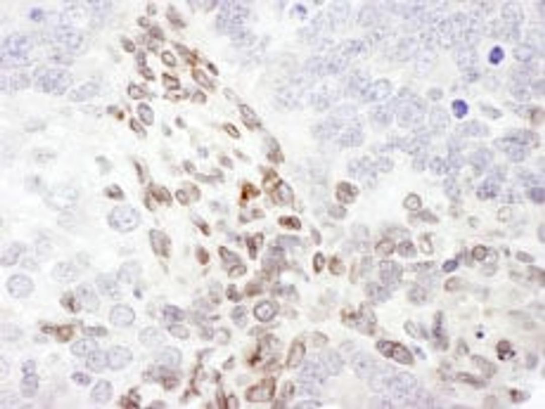 Detection of mouse Lamin-A by immunohistochemistry.