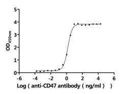 The Binding Activity of Human CD47 with Anti-CD47 recombinant antibody. Activity: Measured by its binding ability in a functional ELISA. Immobilized Human CD47 (CSB-MP004940HUd7) at 2 μg/mL can bind Anti-CD47 recombinant antibody. The EC<sub>50</sub> is 1.343-1.561 ng/mL.