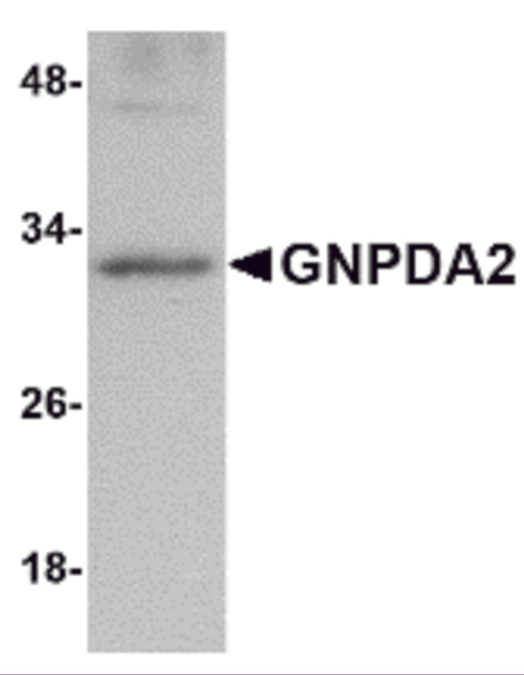 Western blot analysis of GNPDA2 in human kidney lysate with GNPDA2 antibody at 1 μg/mL.