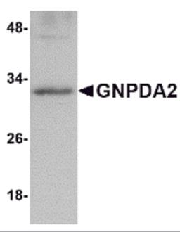 Western blot analysis of GNPDA2 in human kidney lysate with GNPDA2 antibody at 1 μg/mL.