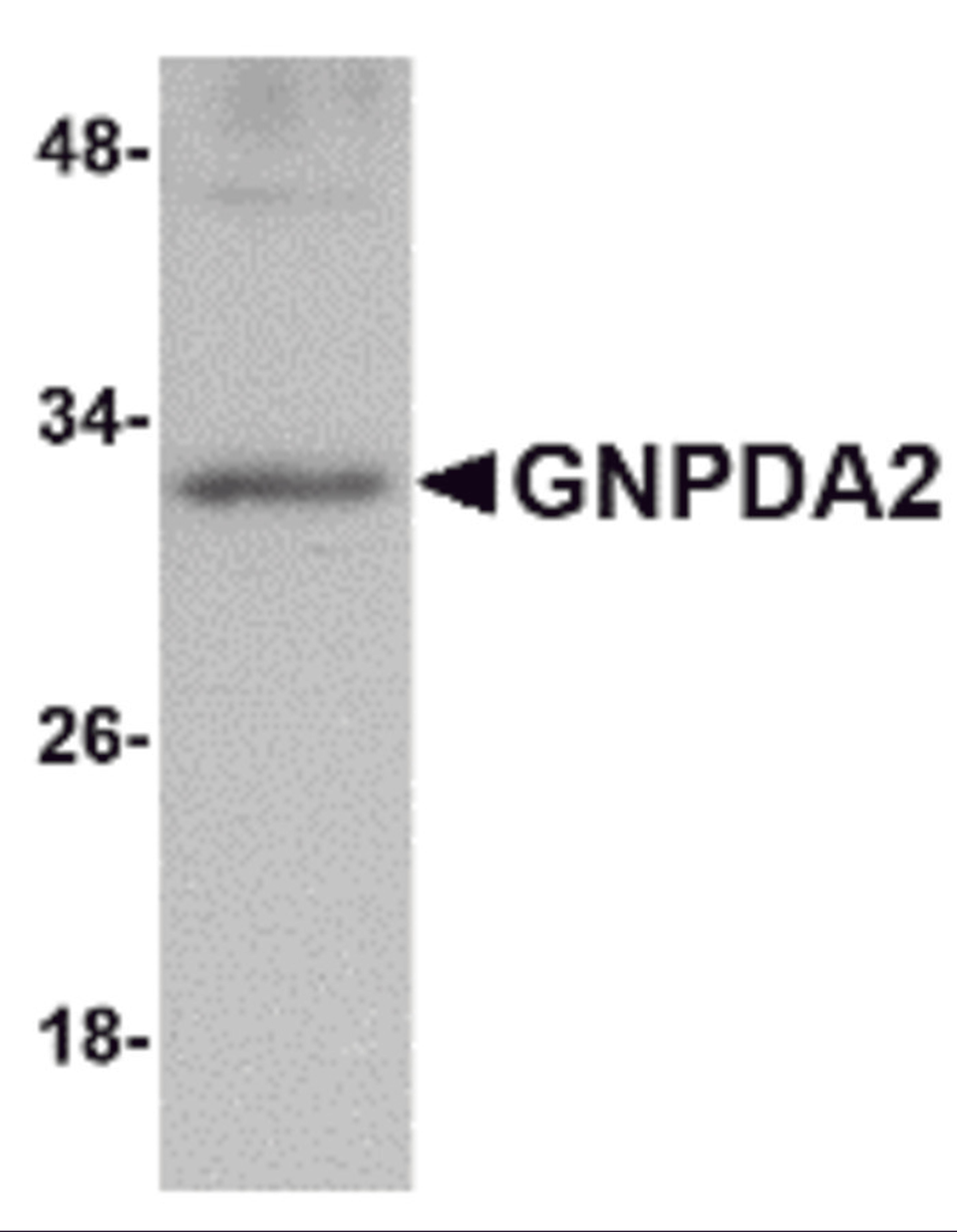 Western blot analysis of GNPDA2 in human kidney lysate with GNPDA2 antibody at 1 μg/mL.