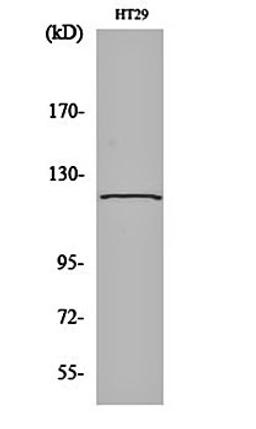 Western blot analysis of HT29 cell lysates using GCP5 antibody