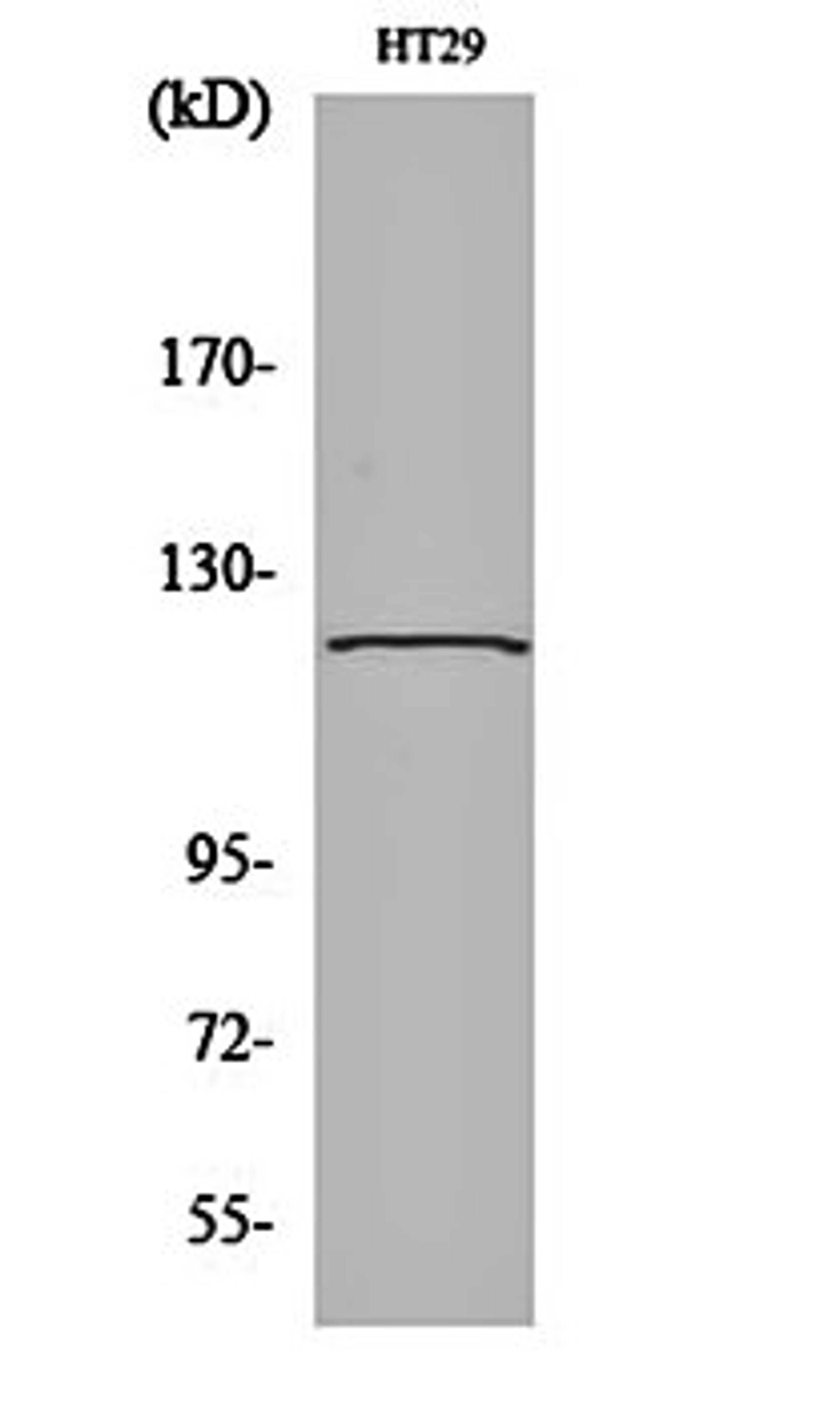 Western blot analysis of HT29 cell lysates using GCP5 antibody