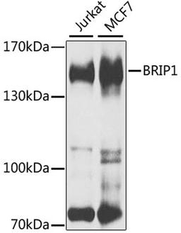 Western blot - BRIP1 antibody (A6804)